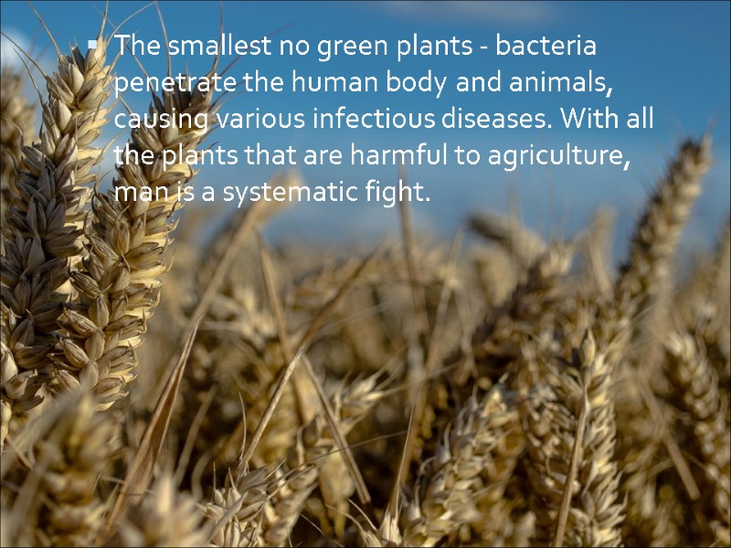 The smallest no green plants - bacteria penetrate the human body and animals, causing